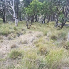 Varanus rosenbergi at Mount Clear, ACT - 28 Jan 2018