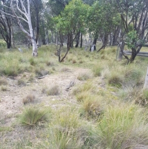 Varanus rosenbergi at Mount Clear, ACT - suppressed