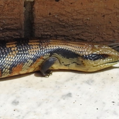 Tiliqua scincoides scincoides (Eastern Blue-tongue) at Macarthur, ACT - 19 Nov 2017 by RodDeb