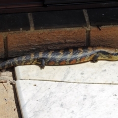 Tiliqua scincoides scincoides at Macarthur, ACT - 19 Nov 2017