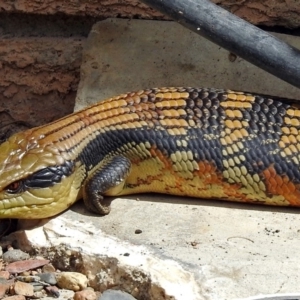 Tiliqua scincoides scincoides at Macarthur, ACT - 19 Nov 2017