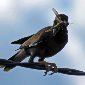 Acridotheres tristis at Macarthur, ACT - 10 Jan 2017