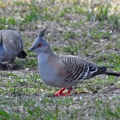 Ocyphaps lophotes at Macarthur, ACT - 29 Oct 2017