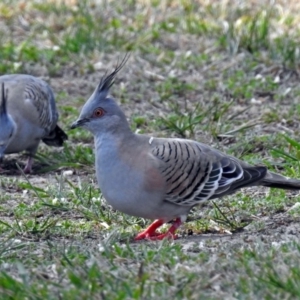 Ocyphaps lophotes at Macarthur, ACT - 29 Oct 2017