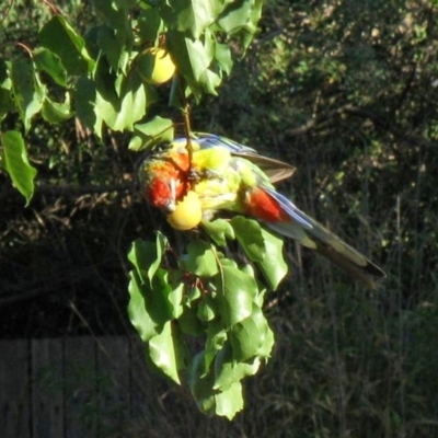 Platycercus eximius (Eastern Rosella) at Macarthur, ACT - 22 Dec 2009 by RodDeb