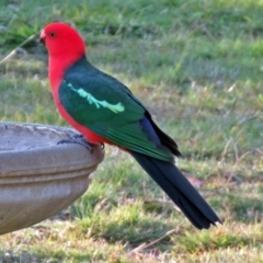 Alisterus scapularis (Australian King-Parrot) at Macarthur, ACT - 23 May 2017 by RodDeb