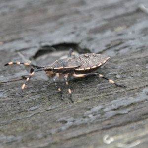 Poecilometis sp. (genus) at Paddys River, ACT - 24 Jan 2018