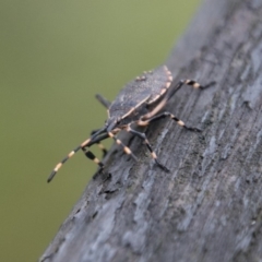 Poecilometis sp. (genus) at Paddys River, ACT - 24 Jan 2018 05:37 PM