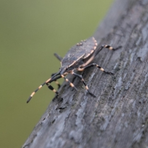 Poecilometis sp. (genus) at Paddys River, ACT - 24 Jan 2018 05:37 PM