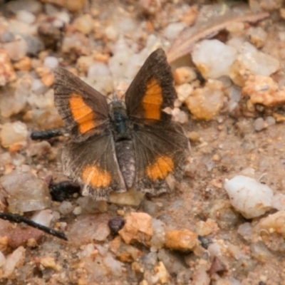 Paralucia aurifera (Bright Copper) at Paddys River, ACT - 24 Jan 2018 by SWishart