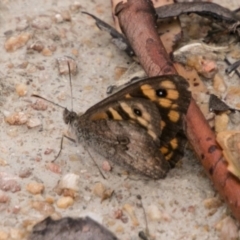 Geitoneura klugii (Marbled Xenica) at Paddys River, ACT - 24 Jan 2018 by SWishart