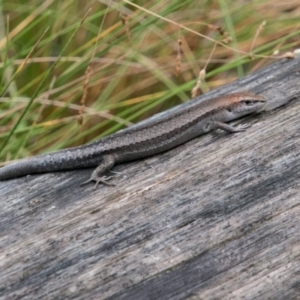 Lampropholis guichenoti at Paddys River, ACT - 24 Jan 2018 05:17 PM