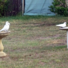 Cacatua sanguinea (Little Corella) at Macarthur, ACT - 18 Nov 2008 by RodDeb