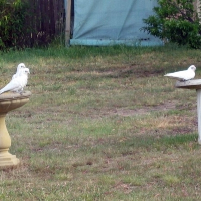 Cacatua sanguinea (Little Corella) at Macarthur, ACT - 18 Nov 2008 by RodDeb