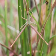 Acrida conica (Giant green slantface) at Paddys River, ACT - 24 Jan 2018 by SWishart