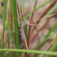 Acrida conica at Paddys River, ACT - 24 Jan 2018 04:16 PM