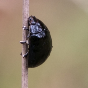 Paropsisterna sp. (genus) at Paddys River, ACT - 24 Jan 2018