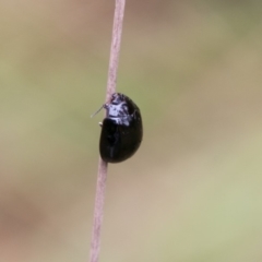 Paropsisterna sp. (genus) at Paddys River, ACT - 24 Jan 2018