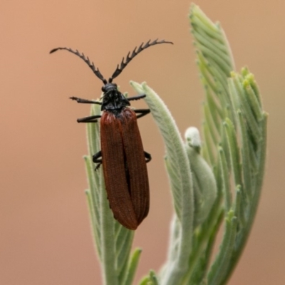 Porrostoma sp. (genus) (Lycid, Net-winged beetle) at Paddys River, ACT - 24 Jan 2018 by SWishart