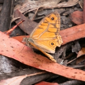 Geitoneura acantha at Paddys River, ACT - 24 Jan 2018 03:49 PM