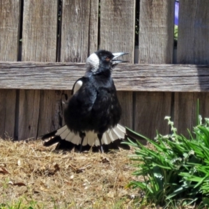 Gymnorhina tibicen at Macarthur, ACT - 27 Sep 2015