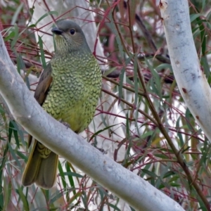 Ptilonorhynchus violaceus at Macarthur, ACT - 9 Jun 2017