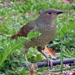 Ptilonorhynchus violaceus at Macarthur, ACT - 9 Jun 2017