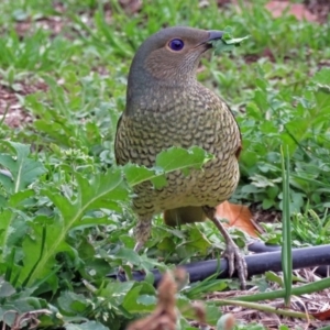 Ptilonorhynchus violaceus at Macarthur, ACT - 9 Jun 2017