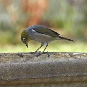 Zosterops lateralis at Macarthur, ACT - 29 Oct 2017