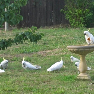 Cacatua galerita (Sulphur-crested Cockatoo) at Macarthur, ACT - 26 Jan 2008 by RodDeb