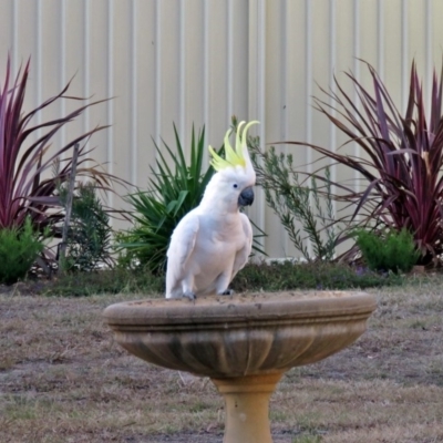 Cacatua galerita (Sulphur-crested Cockatoo) at Macarthur, ACT - 23 Feb 2017 by RodDeb