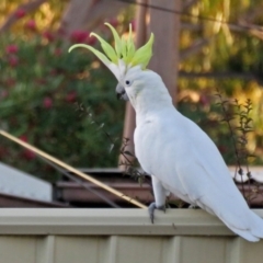 Cacatua galerita at Macarthur, ACT - 23 Feb 2017 06:22 PM