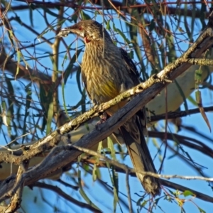 Anthochaera carunculata at Macarthur, ACT - 16 Jan 2017