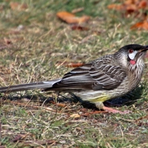 Anthochaera carunculata at Macarthur, ACT - 3 Jun 2017