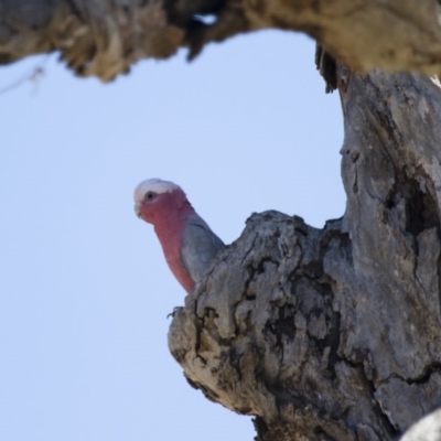 Eolophus roseicapilla (Galah) at Michelago, NSW - 15 Oct 2017 by Illilanga