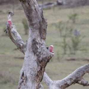 Eolophus roseicapilla at Michelago, NSW - 26 Oct 2017