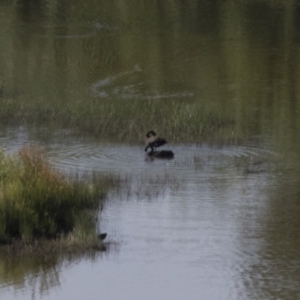 Cygnus atratus at Michelago, NSW - 6 Dec 2015 07:50 AM