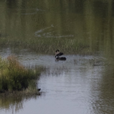 Cygnus atratus (Black Swan) at Michelago, NSW - 5 Dec 2015 by Illilanga