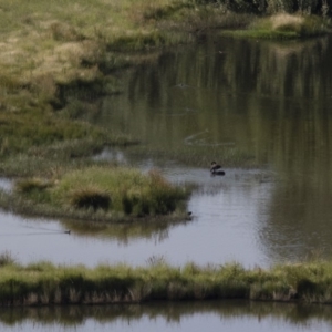 Cygnus atratus at Michelago, NSW - 6 Dec 2015 07:50 AM