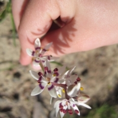 Wurmbea dioica subsp. dioica at Wamboin, NSW - 27 Sep 2010 11:41 AM