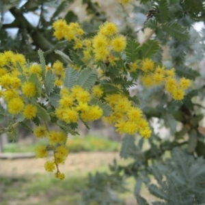 Acacia baileyana at Wamboin, NSW - 27 Sep 2010