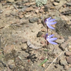 Cyanicula caerulea (Blue Fingers, Blue Fairies) at Wamboin, NSW - 27 Sep 2010 by natureguy