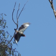 Eurystomus orientalis (Dollarbird) at Gungahlin, ACT - 4 Jan 2012 by KMcCue