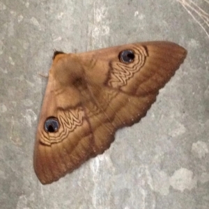 Dasypodia selenophora at Mount Clear, ACT - 22 Oct 2016 02:59 PM