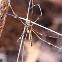 Deinopidae (family) at Hackett, ACT - 29 Jan 2018 10:28 AM