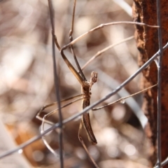 Deinopidae (family) at Hackett, ACT - 29 Jan 2018