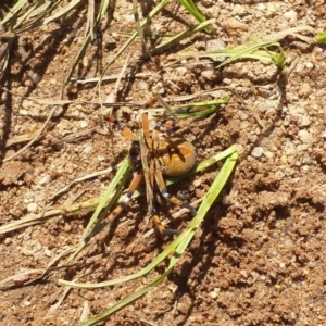 Neosparassus calligaster at Hereford Hall, NSW - 20 Jan 2018 02:47 PM