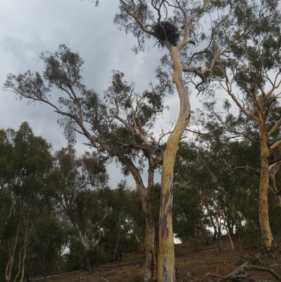 Aquila audax (Wedge-tailed Eagle) at Hume, ACT - 26 Jan 2018 by nathkay