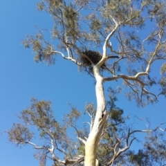 Aquila audax at Hume, ACT - 26 Jan 2018 09:29 AM