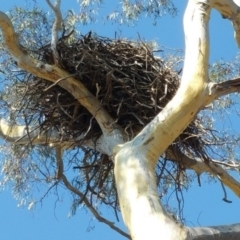 Aquila audax at Hume, ACT - 26 Jan 2018 09:29 AM